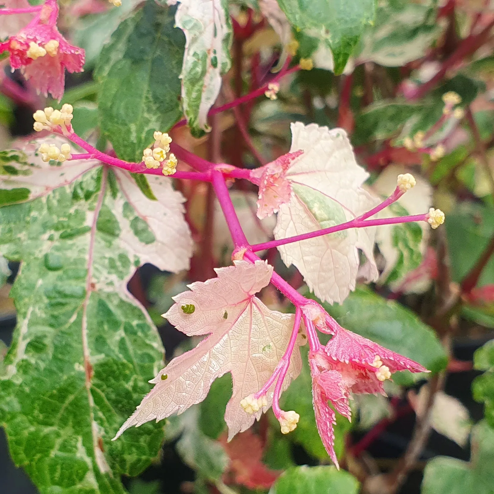 Ampelopsis brevipedunculata 'Elegans'